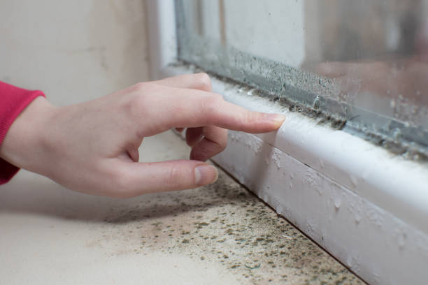 Best Air Quality Testing for Mold Spores  in Burnsville, NC